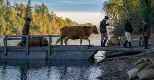 first cow 2